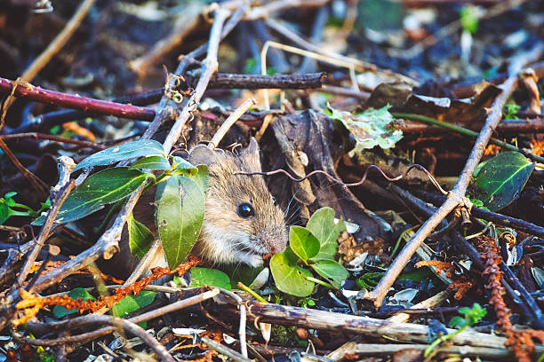 mulot dans son habitat naturel
